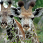 marla-ahlgrimm-baby-giraffes