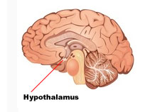 Marla Ahlgrimm | Hypothalamus Facts
