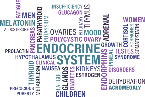 Marla Ahlgrimm: All About the Endocrine System