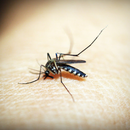 Marla Ahlgrimm: Do Mosquitoes Prefer Women?